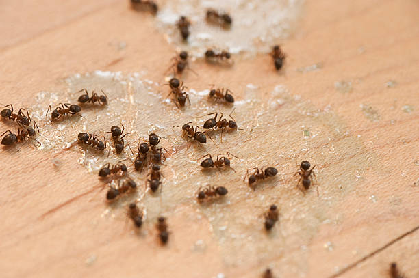 Best Pest Prevention Services  in Miller, SD