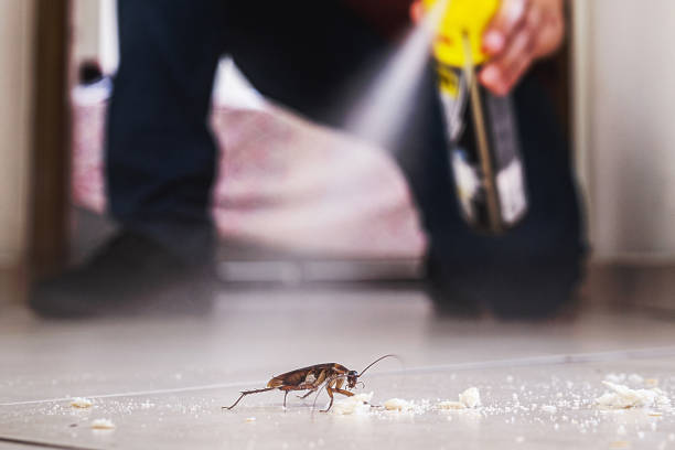 Flea Control Services in Miller, SD